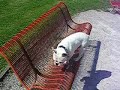 bairon s amuse au parc