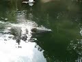 Manatees in the Wakulla River