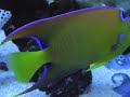 1-2BeautifulFish Tank China Japan Saltwater San Francisco