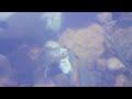 turtle vs fish