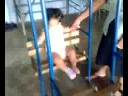 Sahori en el culumpio