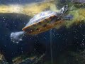 mon aquarium