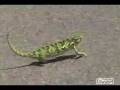 videos de Gohorty.flv