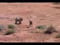 XXX-RATED HARDCORE DOGGY STYLE
