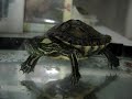 Tartaruga tigre d�agua devorando tatu bola vivo