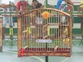Trinca Ferro Maromba de propriedade de Carlão - Cruzeiro-SP
