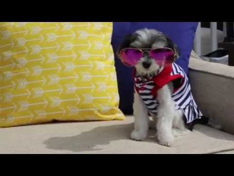 BISSELL New York City Dog Park Challenge