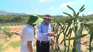 Đồng chí Đặng Đình Sách, Phó Chủ tịch UBND thành phố kiểm tra các vườn thanh long ruột đỏ