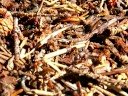 ants