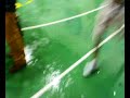 francavilla festeggiamenti per la c1 francavilla festeggiamenti per la c1