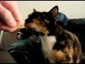 Kitty hates Cash Cab