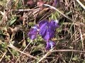 Arbanasi to Veliko Tarnovo