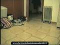 videos de Formiche 3D