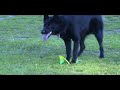 Black german shepherd going psycho crazy with a frisbee