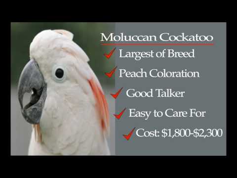 parrot - http://www.learnaboutparrots.com Parrot Types. An overview of the ten top parrot types with breed characteristics as well as average cost. There are 354 diff...
