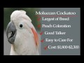 Parrot Types; Which one is best for You?
