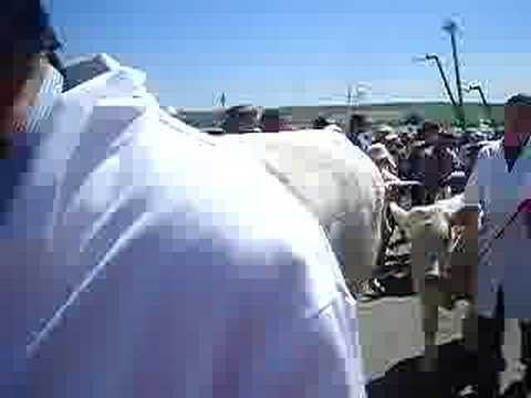 Royal Cornwall Show,  June 2006 ...