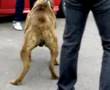 PRESSA CANEIRO VS PIT X AKITA, LUTON