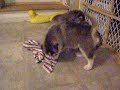 alaskan malamute puppies 5 weeks