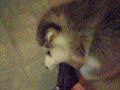 alaskan malamute puppies 5 weeks
