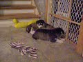 alaskan malamute puppies 5 weeks