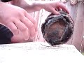Shucking an Abalone Shucking an Abalone