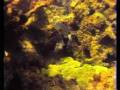 videos de The sea is green