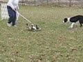 Riley & the Ducks
