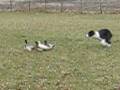 videos de Riley & the Ducks