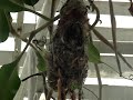 birds nesting