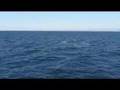 Whale watching with Sea Shepherds Conservation Society