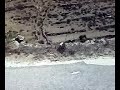 Una pecora suicida a Mykonos