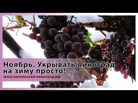 Ноябрь. Укрывать виноград просто!