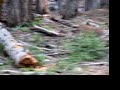 Wild Deer, Crescent Meadow, Sequoia National Park