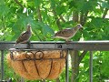 Birds are Getting Ready Birds are Getting Ready