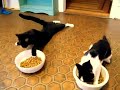 Drunk cats, back from the vet