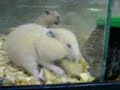 mas de los hamsters