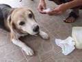 Cleaning Jack the Beagle Ears