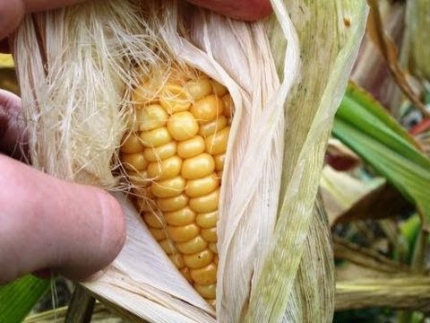 how to tell when corn is ready to harvest