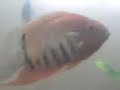 nigrofasciatus nigrofasciatus