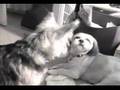 Kairn and Shih Tzu Buddies