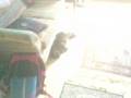 videos de sleep cat while you can