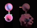 Innate Immune System and Adaptive Immune.avi
