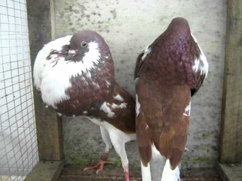 Boulant de Norwich Pigeons boulants Columbidés