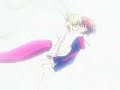 AMV - 1000 Words - Remake