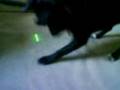 Why Don't Pets Learn?