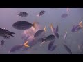 Whitsundays Snorkling Part.5