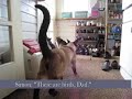 Cats Like Birds