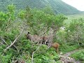 Hiking Gros Morne mountain - mother and calf moose