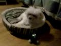 Dog vs. Massager